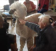 Alpakatherapie mit Senioren